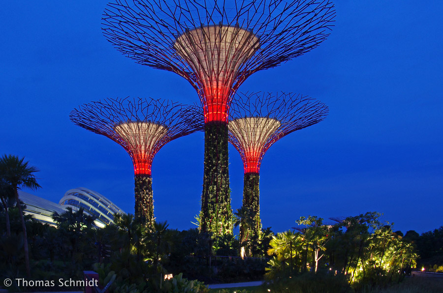 Supertrees